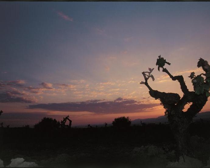 Denominació D'Origen Penedès