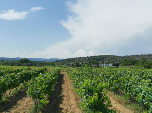 Vinyes