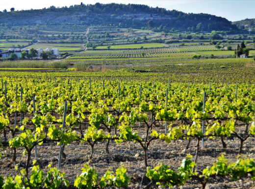 Itinerari entre vinyes