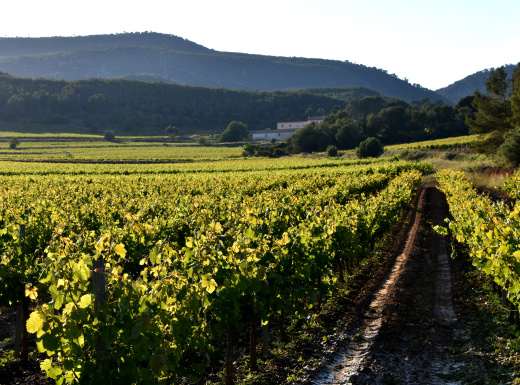 Itinerari entre vinyes