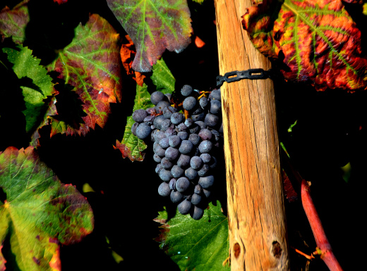 Itinerari entre vinyes