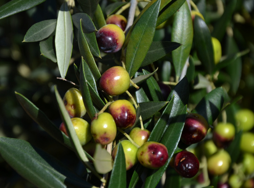 Anem a collir olives