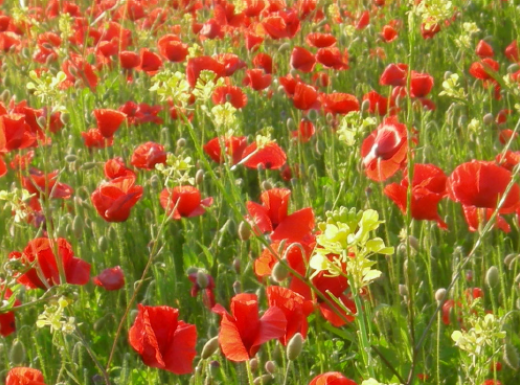 Roselles