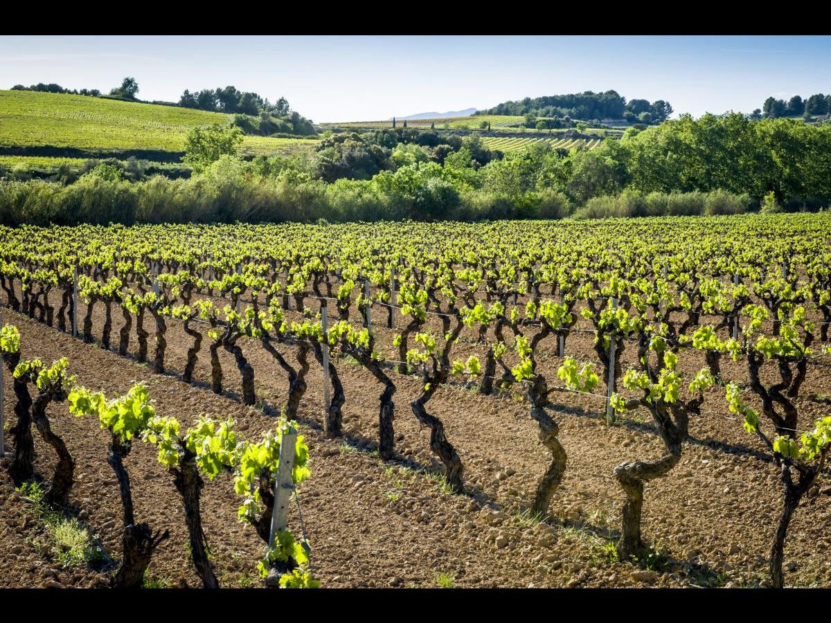 Vinyes