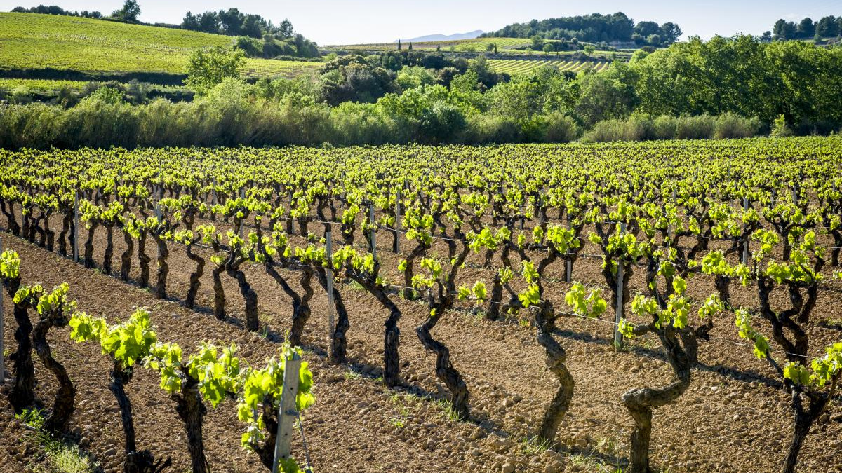 Vinyes
