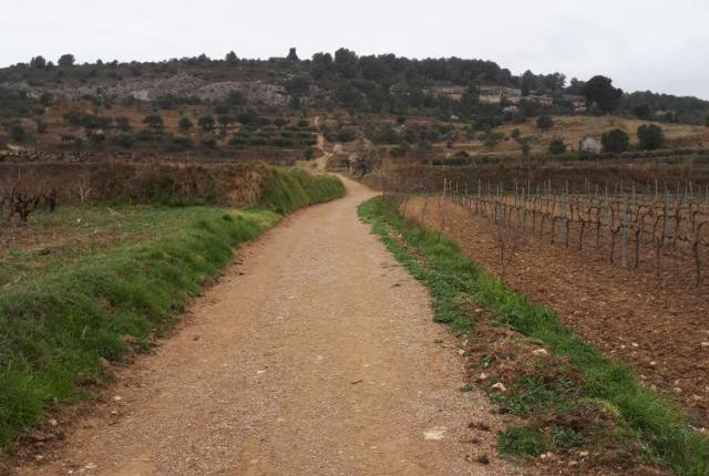 Camí Entre vinyes