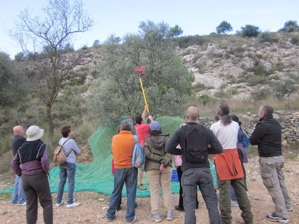 Anem a collir olives