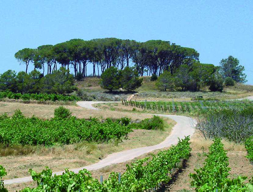 Camí de Sant Jaume
