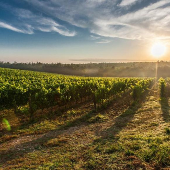 Penedès Ecotours