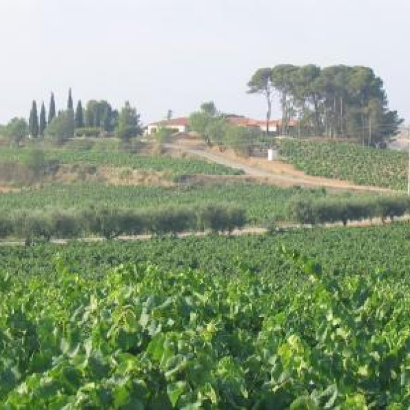 Olivella Galimay